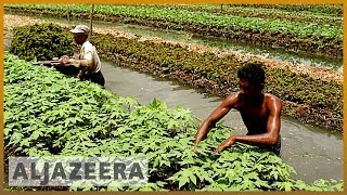 Floating farms in Bangladesh help farmers survive floods [upl. by Grove]