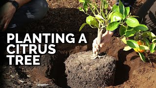 How to Plant Citrus Trees From Start to Finish COMPLETE GUIDE 🍊 [upl. by Brie357]