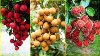 Tropical Fruit Farm Harvest  Lychee Longan Rambutan Harvesting  Amazing Agriculture Technology [upl. by Hilton]