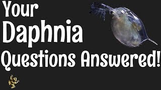 Daphnia Questions Answered [upl. by Sayres]