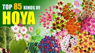 TOP 85 HOYA PLANT VARIETIES  HERB STORIES [upl. by Layne]