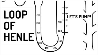 LOOP OF HENLE explained [upl. by Wildee]