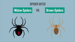 Spider Bites Black Widow vs Brown Recluse [upl. by Mcdonald]