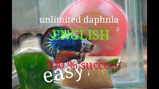 daphnia moina culture Easy way Unlimited production English  with sub Green water Chlorella [upl. by Neufer895]