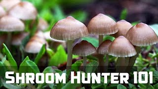 ShroomHunter 101 Identify Wild Magic Mushrooms Psilocybin [upl. by Stelu257]