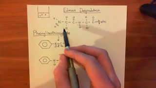 Protein sequencing  Edman Degradation Part 1 [upl. by Adley]