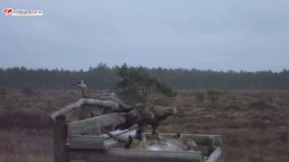 Webbkamerorse  Havsörnar och Kungsörnar i Store Mosse nationalpark [upl. by Rosenthal609]