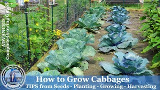 How to Grow Cabbage  A Step by Step Guide [upl. by Stewart]