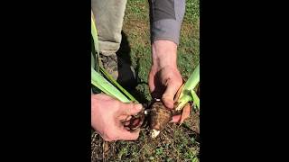 How to Dig and Divide Bearded Iris [upl. by Artemis]