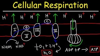 Cellular Respiration [upl. by Enicar]