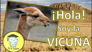 HOLA SOY LA VICUÑA [upl. by Leissam709]