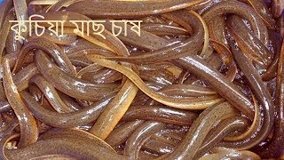 Eel Fish farm in Bangladesh। [upl. by Mir]