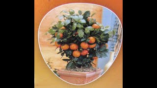 How to plant Calamondin Citrus tree from Lidl in the Lidl pot How to get plenty of orange fruit [upl. by Assinna533]