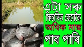 Fishery in assam  Fishering  সৰু ফিচাৰিত মাছ ডাঙৰ কেনেকৈ কৰিব পাৰি [upl. by Sulohcin424]