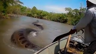 Créatures Les Plus Dangereuses De L’Amazonie [upl. by Sethi356]