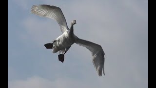 SWANS  Slow Motion Flying Take Off and Landing [upl. by Dolores]