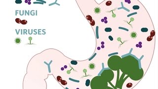 How we study the microbes living in your gut  Dan Knights [upl. by Odom]