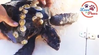 Save Turtle Life From Fishing Nets Fishhook Not To Remove Barnacle  Turtle Rescue [upl. by Gerdy]