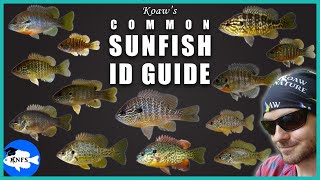 Identify Any Common Sunfish  Koaws Guide to Sunfishes Lepomis [upl. by Machute]