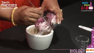 DNA Extraction from Onion [upl. by Amesari]