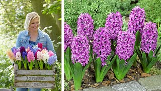 How to Plant Bedding Hyacinths Spring Garden Guide [upl. by Sarkaria]