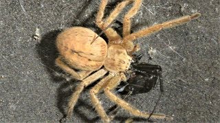 Black Widow vs Huntsman Spider Warning May be disturbing to some viewers [upl. by Aicinoid335]