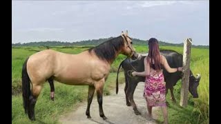 My sister training care her lovely horse in beginner 2021 [upl. by Sirromad]