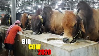 Biggest Cow Farm in Bangladesh 2020  AL Madina Cattle Farm 2020  Big big cow 2020 [upl. by Hilde]