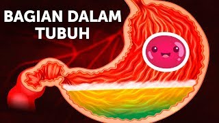 Perjalanan Makanan di Dalam Tubuh [upl. by Luht]