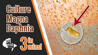 How to culture DAPHNIA MAGNA  The easy way [upl. by Kannan518]