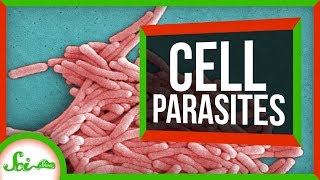 6 Parasites That Live INSIDE Cells [upl. by Nesto]