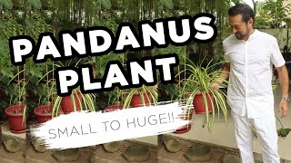 Pandanus Plant Stages From Small to HUGE  Home Gardening [upl. by Ordnagela]