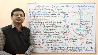 Diabetes Mellitus Part10 Mechanism of Action of Sulfonylurease  Antidiabetic Drugs  Diabetes [upl. by Akelahs]