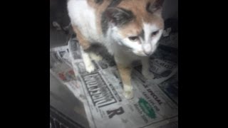 Tortured cat suffers physically while owner suffers emotionally [upl. by Thecla735]