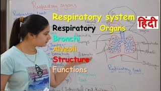 Respiratory system anatomy amp physiology in hindi  Organs  structure  functions [upl. by Analise]