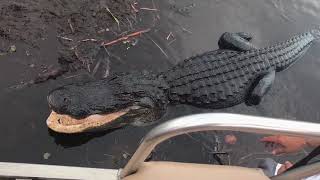 An Airboat Ride in Everglades National Park Florida [upl. by Morna]