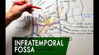 The Infratemporal Fossa  Boundaries amp Contents  Anatomy Tutorial [upl. by Jones]