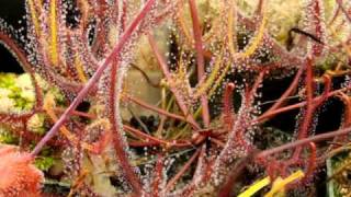 Drosera binata  The ForkedLeaf Sundew Carnivorous Plant [upl. by Deroo]