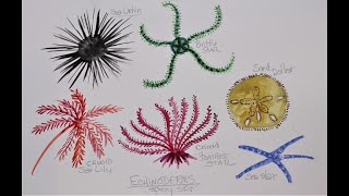 How to Paint an Echinoderm [upl. by Quint409]