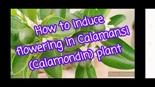 How to induce flowering in Calamansi Calamondin plant [upl. by Moitoso223]