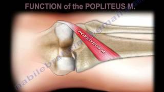 Anatomy Of The Popliteus Muscle  Everything You Need To Know  Dr Nabil Ebraheim [upl. by Isaac997]