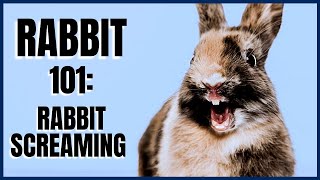 Rabbit 101 Rabbit Screaming [upl. by Mitchiner371]