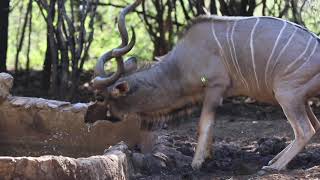 Bow hunt Africa with FFF Safaris Big Kudu and other Plains Game Bowhunting bowhunting [upl. by Nryhtak]