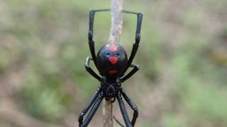 Northern Black Widow [upl. by Jacquenetta]