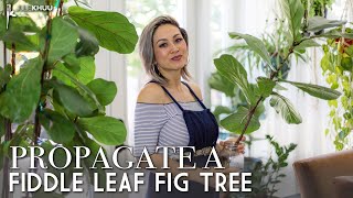 How to Propagate a Fiddle Leaf Fig Tree Ficus Lyrata A Complete Beginners Guide [upl. by Atok]