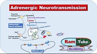 Adrenergic NA or NE Neurotransmission explained with animation [upl. by Gilemette]