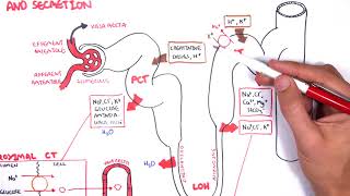 Nephrology  Physiology Reabsorption and Secretion [upl. by Kostival]