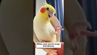 bird parrot funnyanimals pet [upl. by Eizzo305]