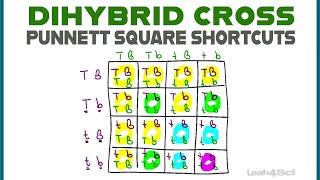 Dihybrid Cross Punnett Squares  MCAT Shortcut Mendelian Genetics Part 2 [upl. by Lemal98]