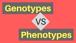 Genotype vs Phenotype  Understanding Alleles [upl. by Penni761]